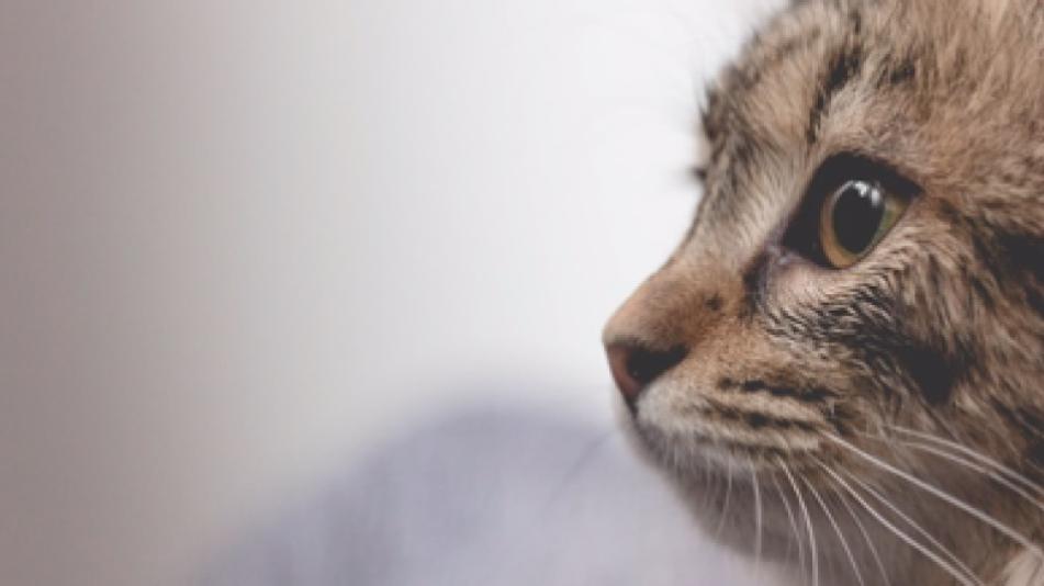 feline